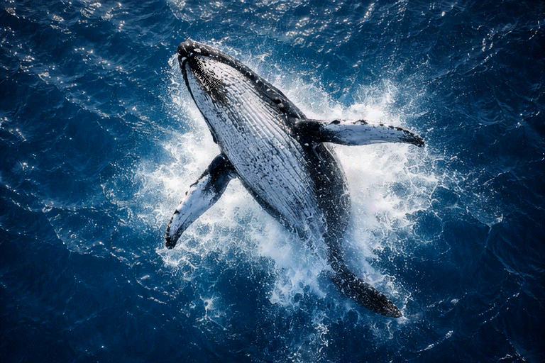 Whale animation - become a top prediction market trader